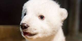 Le nouvel ours polaire Fritz du zoo de Berlin sera présenté au public en mars prochain