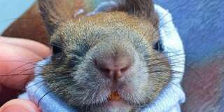 Gin l'écureuil a les oreilles bien dressées au-dessus de sa tête et récompense sa mère d'adoption avec moult caresses.