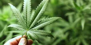 Plus d'un Français sur deux se dit ouvert à la légalisation du cannabis selon un sondage YouGov.