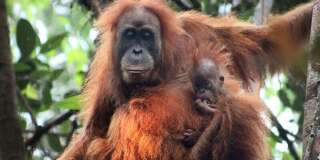 Le Tapanuli, la nouvelle espèce d'orang-outan découverte en Indonésie
