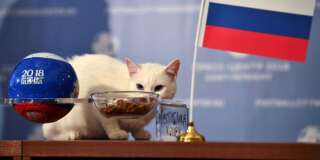 Achille le chat prévoit une victoire de la Russie pour le match d'ouverture du Mondial le 14 juin 2018.