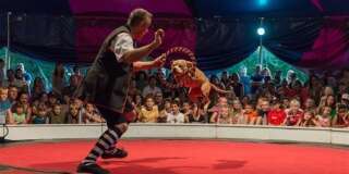 Ce cirque a remplacé lions et éléphants par des chiens sauvés de la maltraitance.
