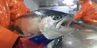 Le Chili craint une crise environnementale après que 700.000 saumons traités aux antibiotiques se sont échappés.