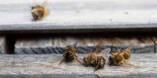 Le Canada va interdire ces deux types de pesticides nocifs pour les insectes aquatiques et les abeilles.