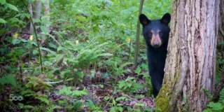 A bear cub plays peek-a-boo in the Great Smoky Mountains.