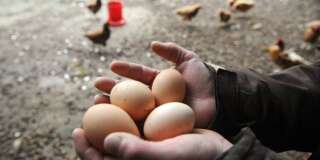 Comment les œufs de poules élevées en cage disparaissent de nos rayons