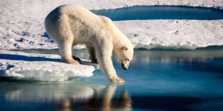 Un ours polaire sur l'Arctique.