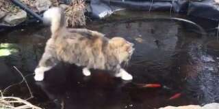 Ce chat essaye désespérément d'attraper des poissons (mais il n'est pas prêt d'y arriver)