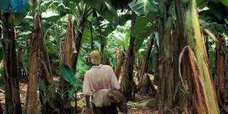 En Martinique, un agriculteur dans une plantation de bananes, produit traité pendant plusieurs années au chlordécone.