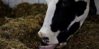 Au Danemark, de l'herbe allégée pour réduire les flatulences des vaches