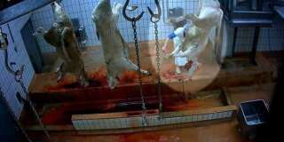 Moutons mal étourdis et agneau était écartelé vivant: procès de la maltraitance animale à l'abattoir de Mauléon