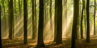 Journée mondiale de l'environnement: Les arbres ont une vie secrète que nous n'imaginons pas