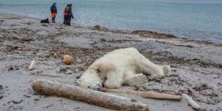 Un ours polaire a attaqué et blessé un employé de croisière qui accompagnait des touristes à Svalbard, un archipel entre la Norvège continentale et le pôle Nord, avant d'être abattu par un autre employé, ce 28 juillet