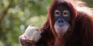 Tsunami, an eleven year old female Sumatran Orangutan eats fruit during her birthday celebration at the National Zoo Ape Center in Kuala Lumpur, Malaysia, Thursday, Dec. 31, 2015. (AP Photo/Joshua Paul)