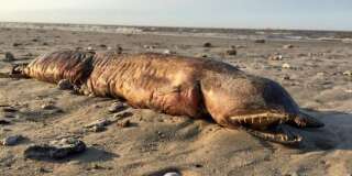 Mais quelle est cette étrange créature retrouvée sur une plage du Texas après Harvey?