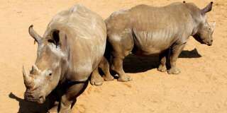 Des embryons de rhinos blancs hybrides, première étape d'un plan fou pour sauver l'espèce