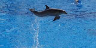 Le Conseil d'Etat maintient l'interdiction de la reproduction des dauphins en captivité (mais suspend une mesure)
