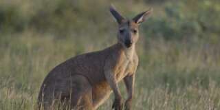 La sordide mise en scène d'un cadavre de kangourou au bord d'une route scandalise l'Australie