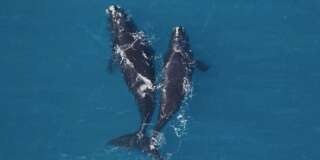 Une baleine noire femelle avec son baleineau nagent dans l'Océan Atlantique.