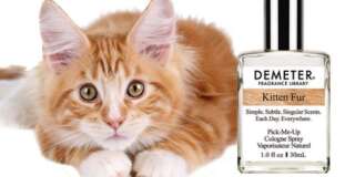 Déjà habitué à proposer des parfums à la pizza ou au popcorn, Demeter vient de commercialiser un parfum à l'odeur de chaton.