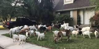 Ce troupeau de chèvres à littéralement affolé les États-Unis.