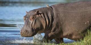 Hippo walking into water with ox peckers on his back South Africa