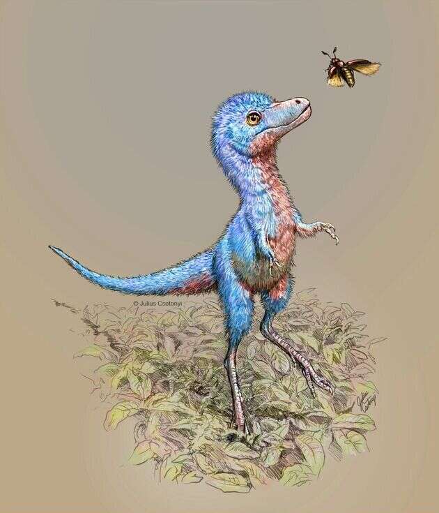 Vue d'artiste d'une jeune tyrannosaure.