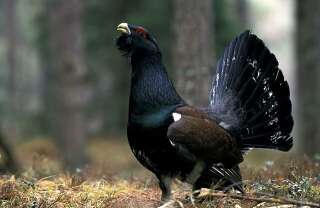 Le Grand Tétras (Tetrao urogallus), ou Grand coq de bruyère est sur la liste rouge des espèces menacées en France selon l'UICN.