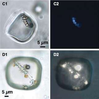 Des micro-organismes très (très) anciens ont été retrouvés dans des cristaux de halite en Australie.