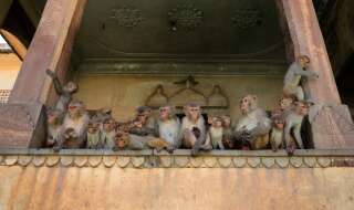 En Inde, des singes s'emparent de tests sérologiques pour le Covid-19 (photo d'illustration prise le 27 mai à Jaipur)