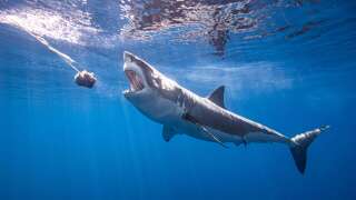 Les requins n'identifient pas les proies qu'ils attaquent, dévoile une étude