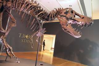 Le squelette du tyrannosaure Stan, baptisé du prénom du paléontologue qui l'a découvert en 1987, exposé à New York le 17 septembre 2020.