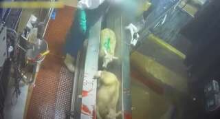 L'association de défense des animaux L214 a dénoncé dans une vidéo les pratiques de l'abattoir de Rodez.