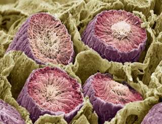Production de sperme dans les testicules, vue au microscope électronique.