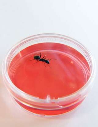 Les fourmis Formica fusca sont capables de renifler et détecter les cellules cancéreuses