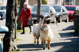 En plein confinement, un troupeau de chèvres envahit une ville galloise