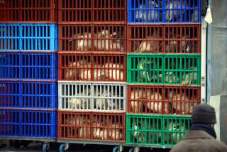 À cause de la grippe aviaire, plus d'un million d'animaux pourraient être abattus (Photo d'illustration prise dans un élevage de Mugron, commune des Landes)