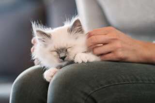 71% des propriétaires de chats affirment que cette petite boule de poils augmente leur bien-être.