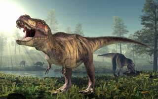 Le tyrannosaurus rex possèdait une queue flexible , essentielle pour ses déplacements.