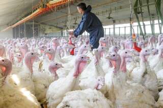 Dix millions de volailles ont déjà été abattues cette année en France à cause de l'épidémie de grippe aviaire (photo prise à Sainte-Marguerite-de-l'Autel, dans l'Eure, en 2020).