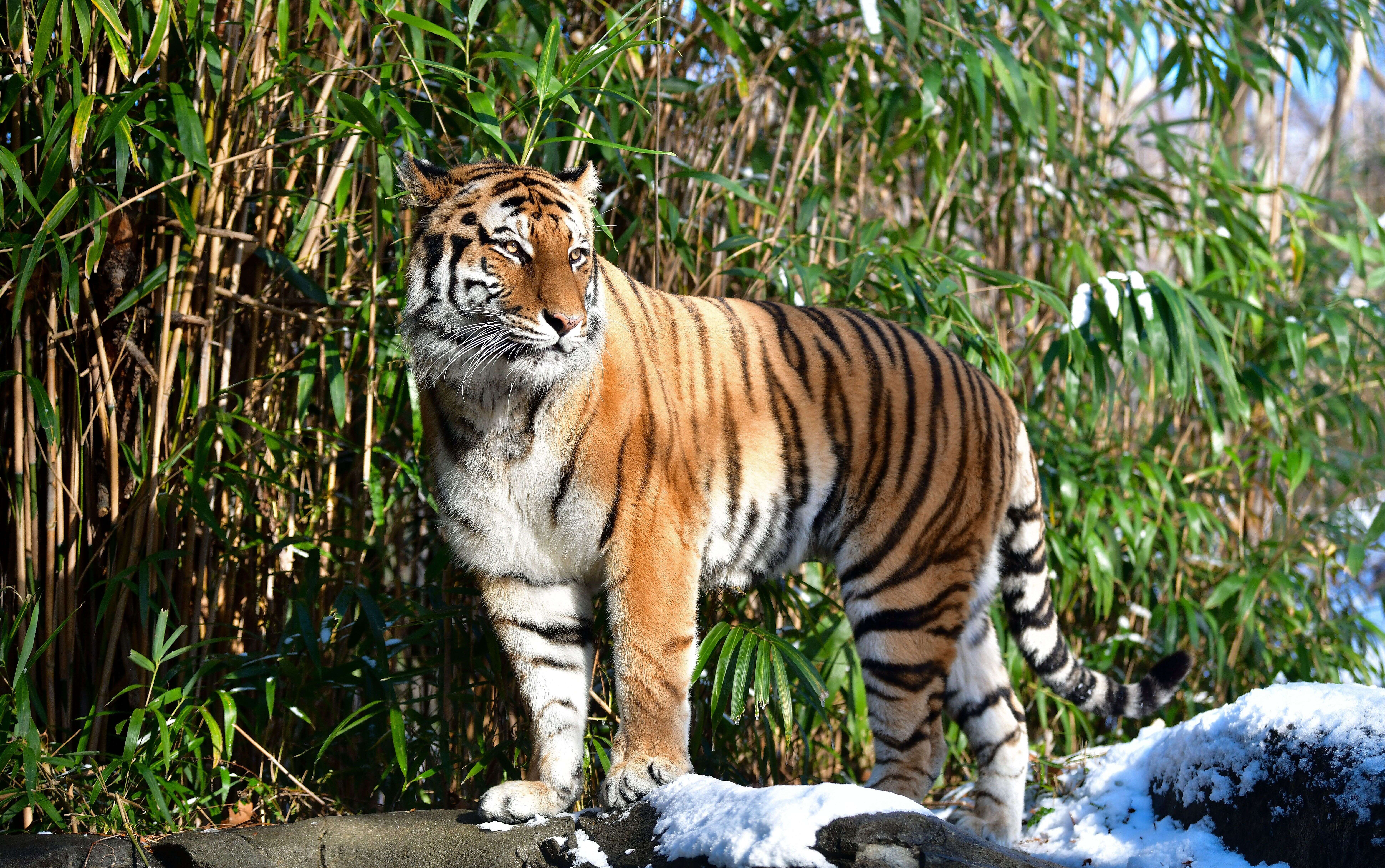 Un tigre au zoo du Bronx en décembre 2017 (photo d'illustration).