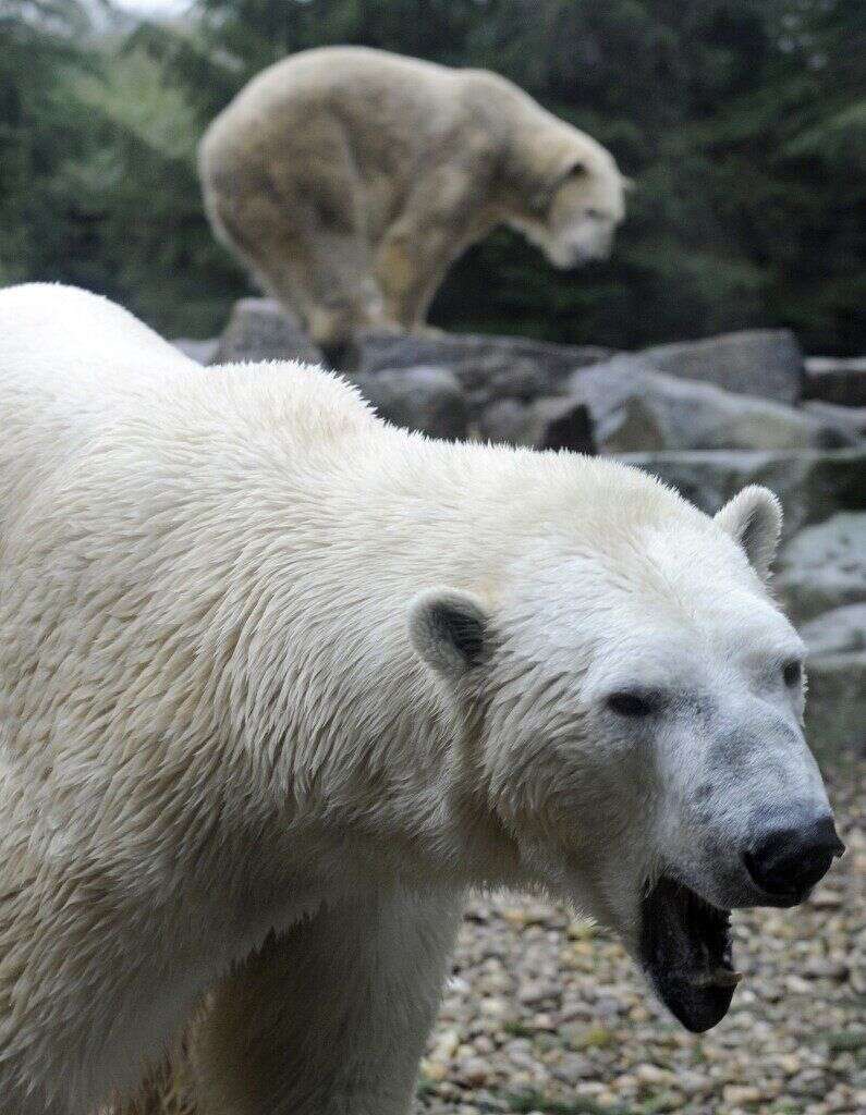 Le zoo d'Amnéville épinglé pour avoir tronçonné le cadavre d'un ours (photo prise en 2012 des deux ours polaires du zoo, Olaf et Tromso)