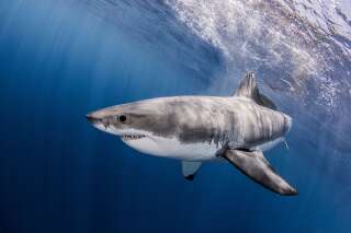 Comment le requin blanc a contribué à l'extinction du mégalodon