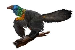 Ce dinosaure avait des plumes arc en ciel