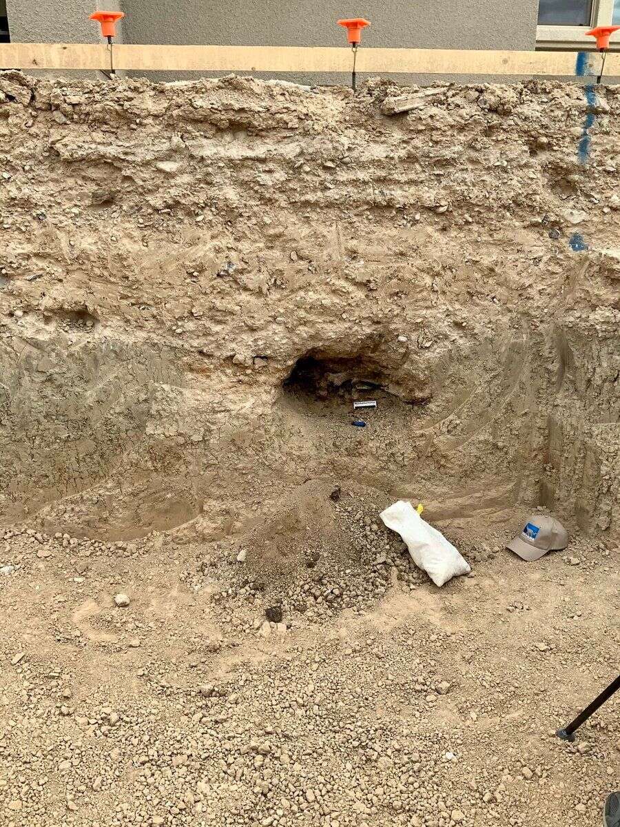 C'est en creusant une fosse pour sa piscine qu'un couple de Las Vegas a découvert des fossiles sur leur propriété.