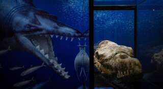 Le fossile du crâne de Basilosaurus présenté dans un musée de Lima le 17 mars 2022