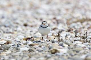 Le pluvier siffleur est un petit oiseau de rivage, friand des environnements humides et les plages de sable pâle.