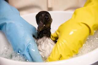 Un macareux reçoit un bon bain afin de nettoyer son plumage couvert de mazout.