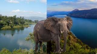 Selon le canular, des éléphants des steppes de Wembere seraient transporté de l'Ouganda jusqu'au côtes du lac du Bourget.