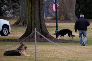 Les deux chiens de Joe Biden déjà exfiltrés de la Maison Blanche